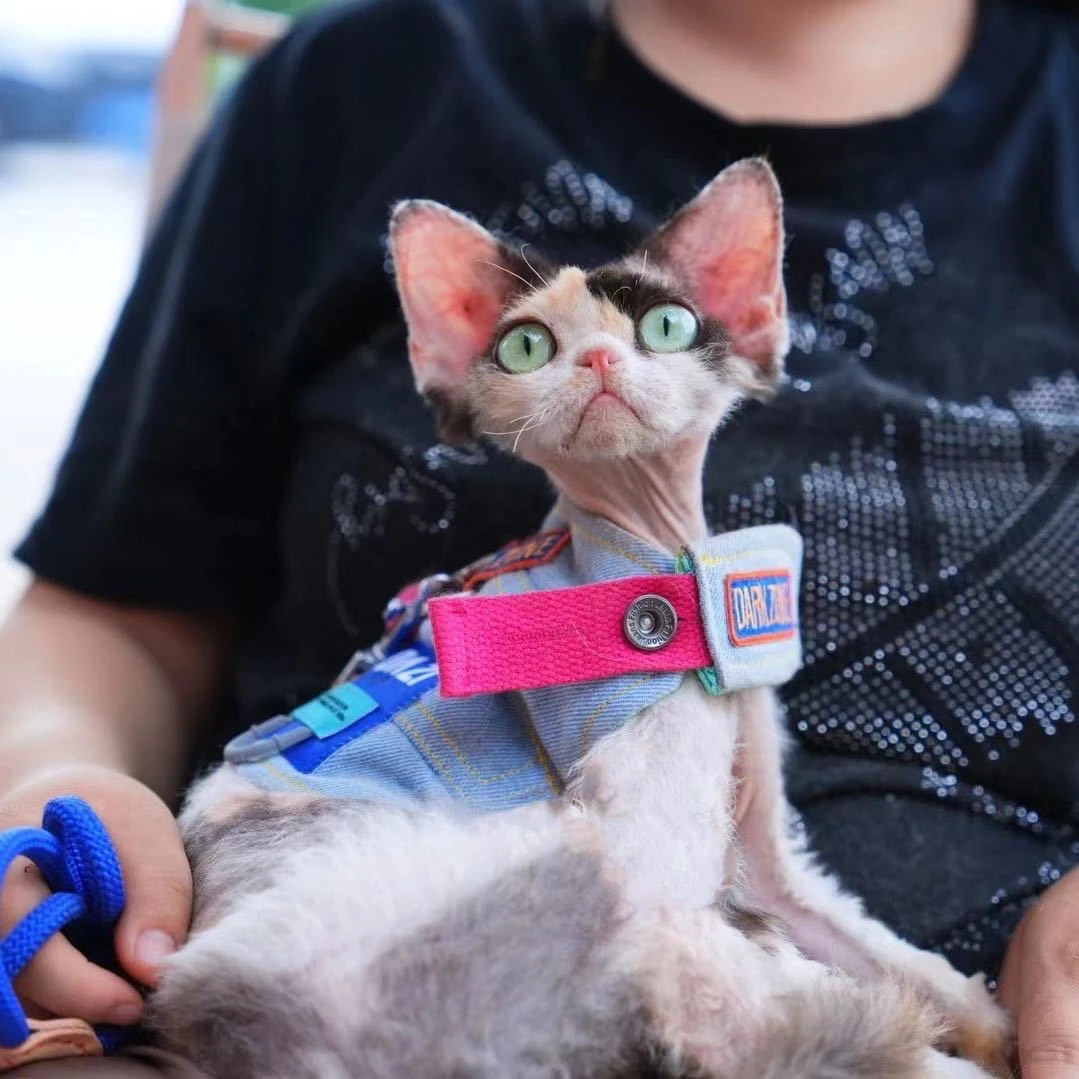 【林樾德文猫舍】德文猫咪活体猫猫