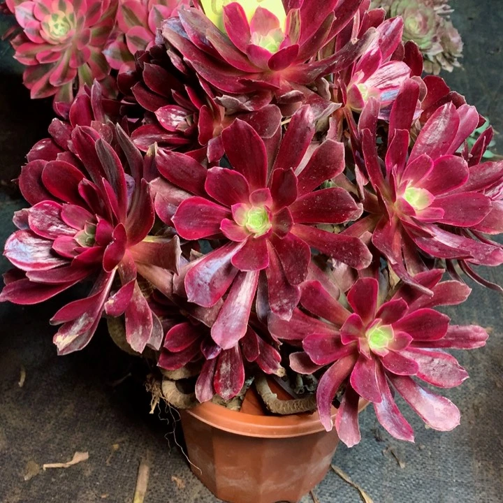 822赤霞飞多肉111111