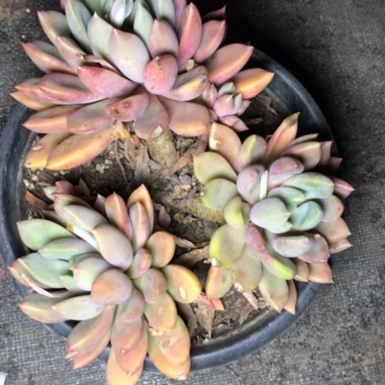 三头黄金象牙多肉植物