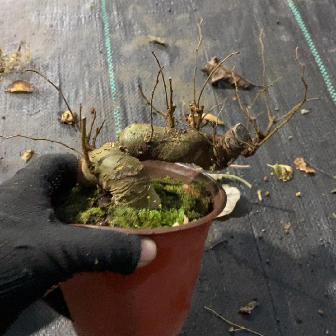 我***良无花朵盆景盆景15