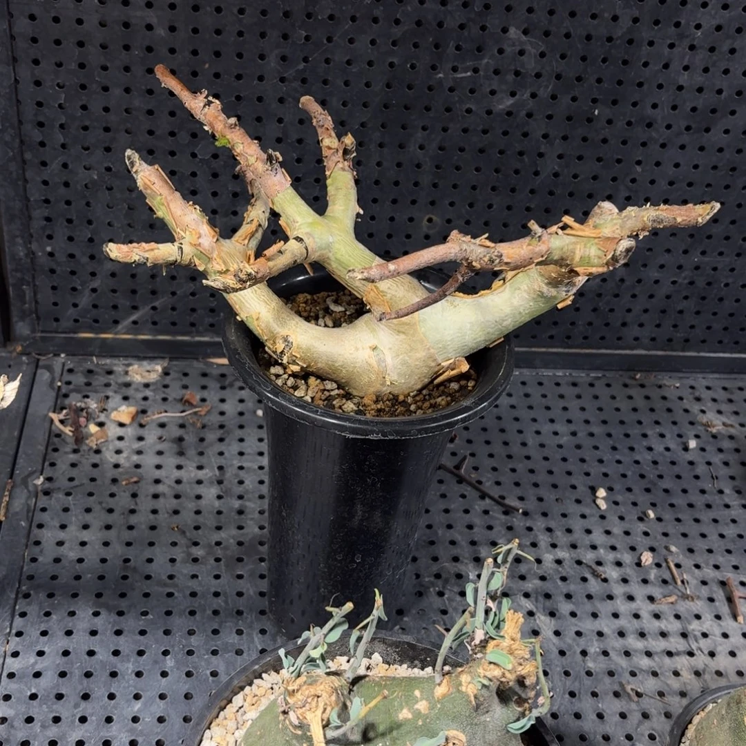 针叶橄榄369966666966666