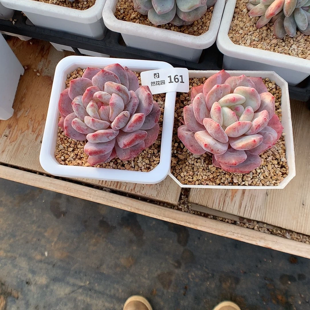 161梦露石化多肉植物666