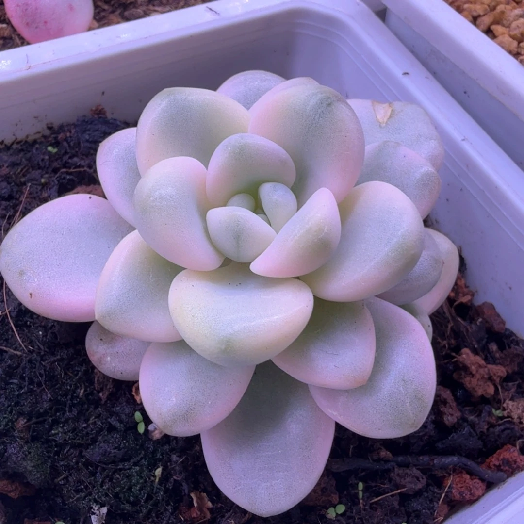 赵***)赵一坨 多肉植物锦