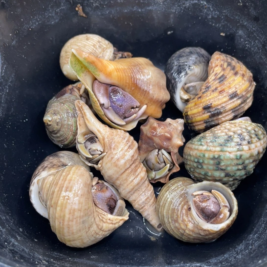 不退不换活体宠物21