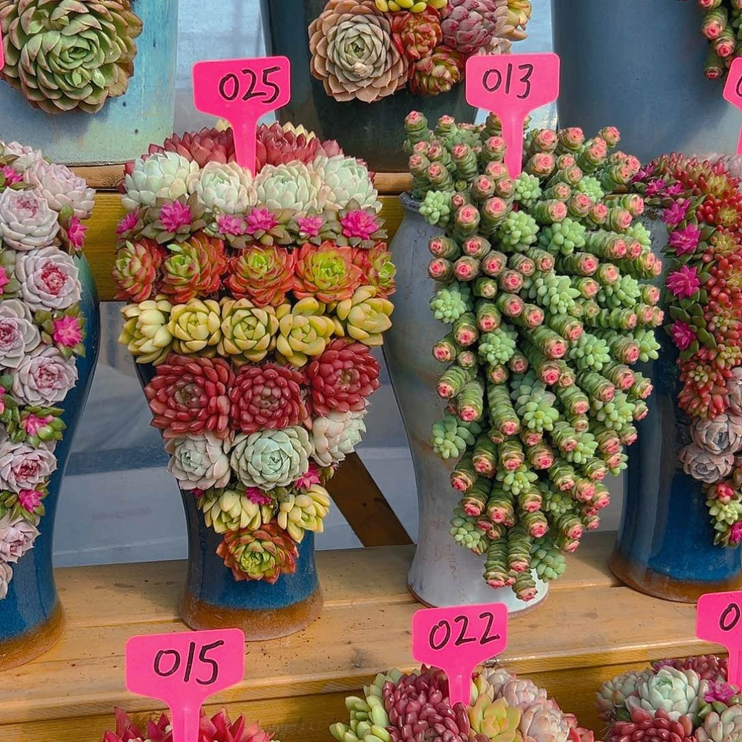 047➕049多肉组合