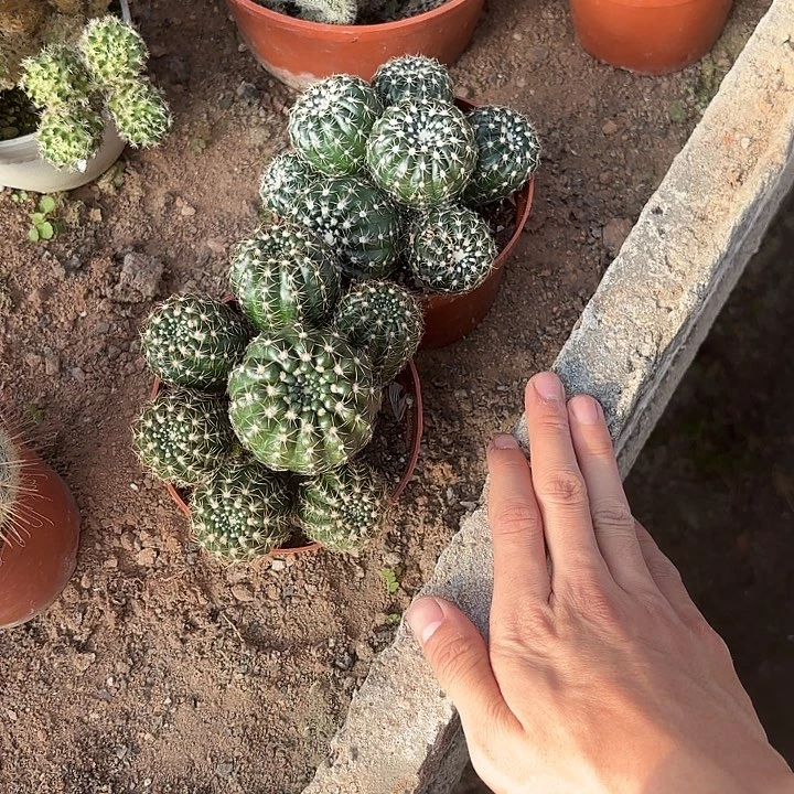 玄美玉多头情深两个