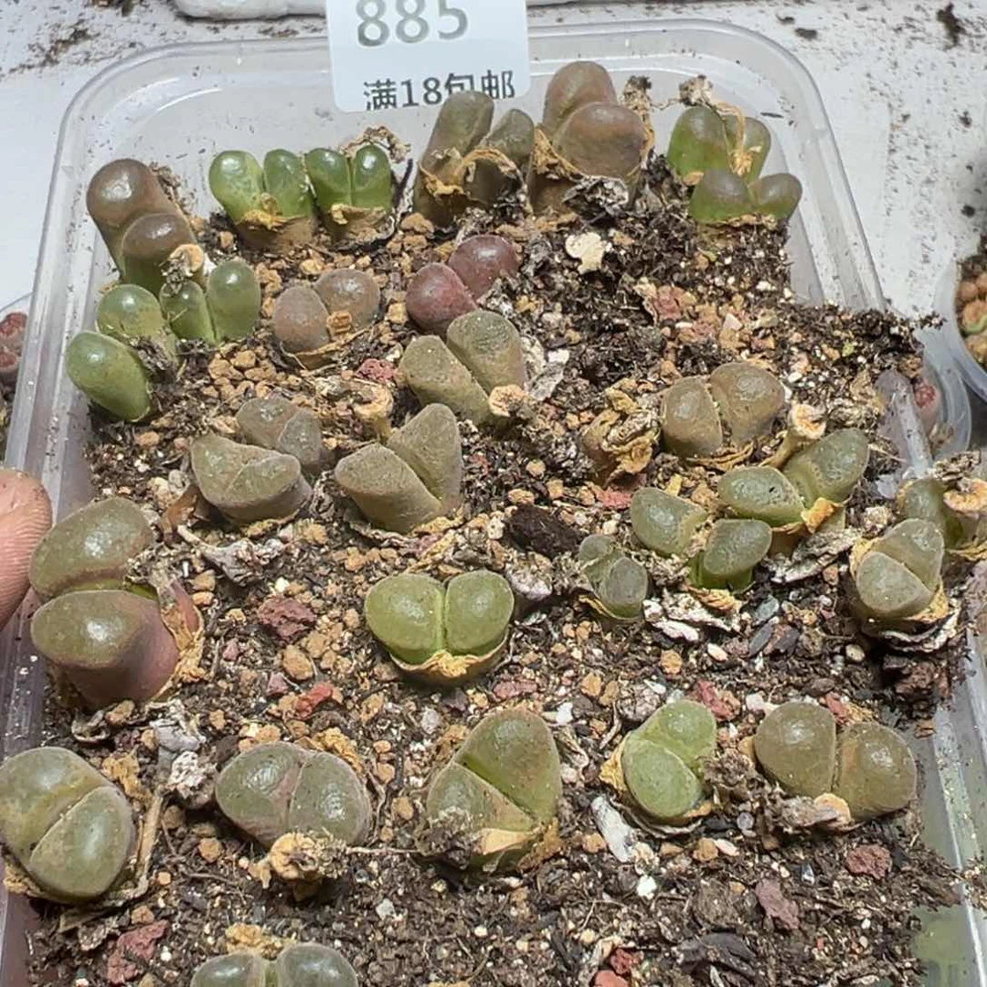 【闪购商品】 885。