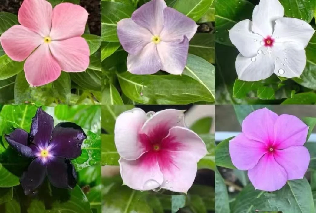 特色马来西亚长春花盆栽嫁接苗