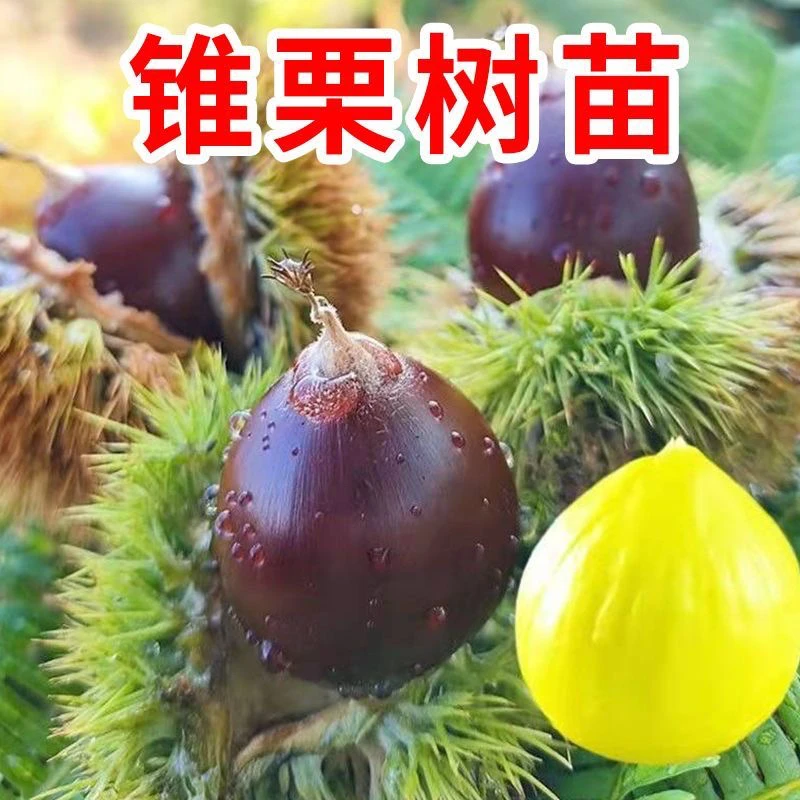 锥栗苗 板栗苗 裸根苗