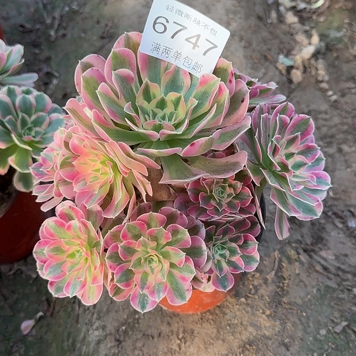 6747女郎多肉植物