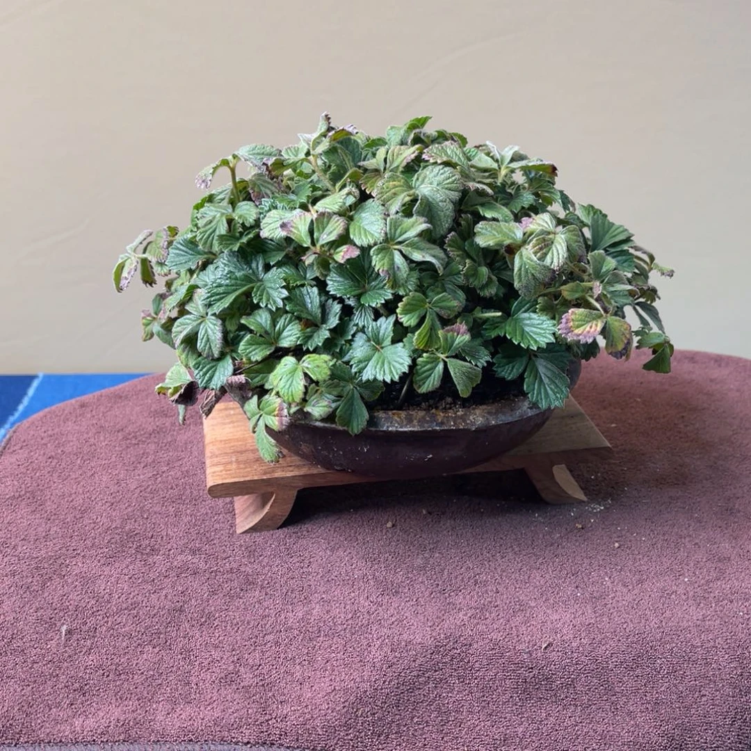 完全开放盆栽植物