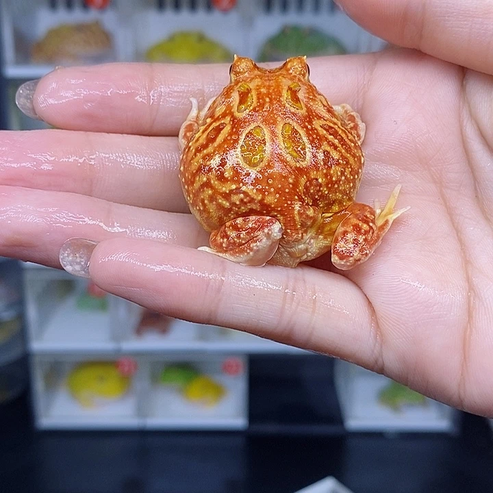 特价秒杀特价原价