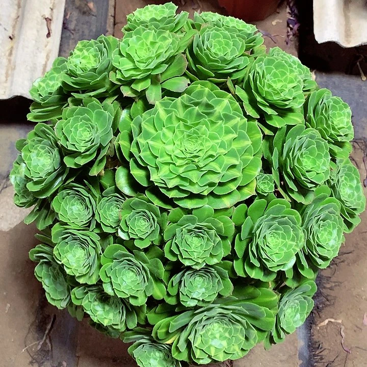 琉璃捧花，多肉植物