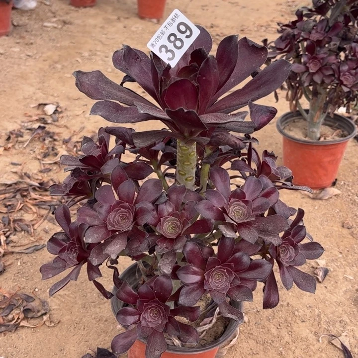 红酒杯389不包断枝