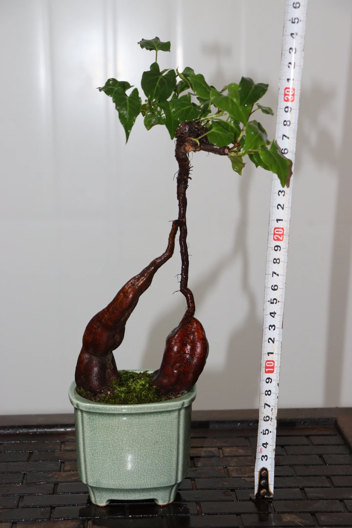 参首乌小盆景适合办公室桌面室内茶桌阳台等多场景摆放