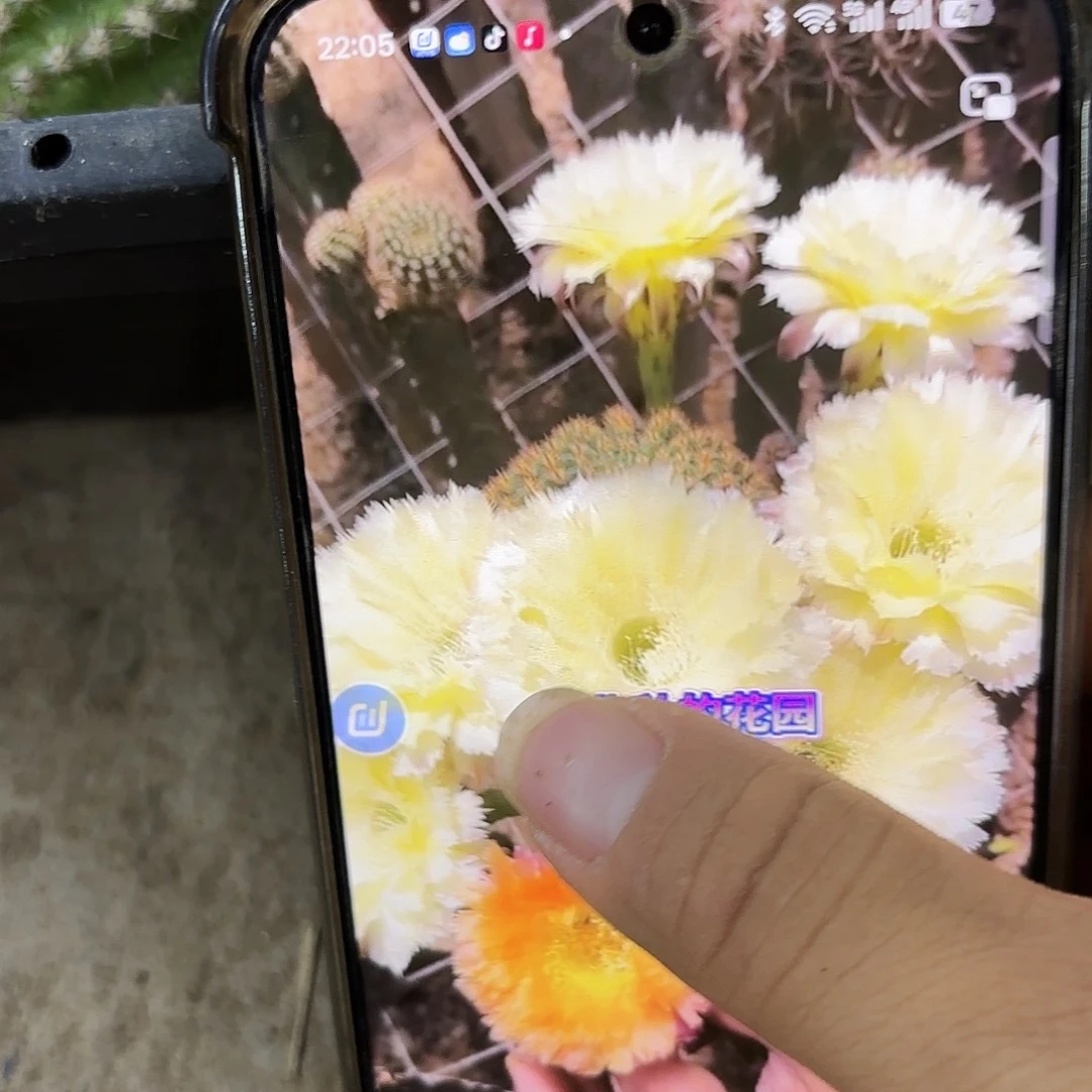 梨花落无根侧牙20包邮干皮