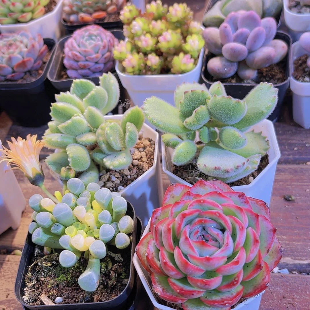 如图4盆111111111111111111