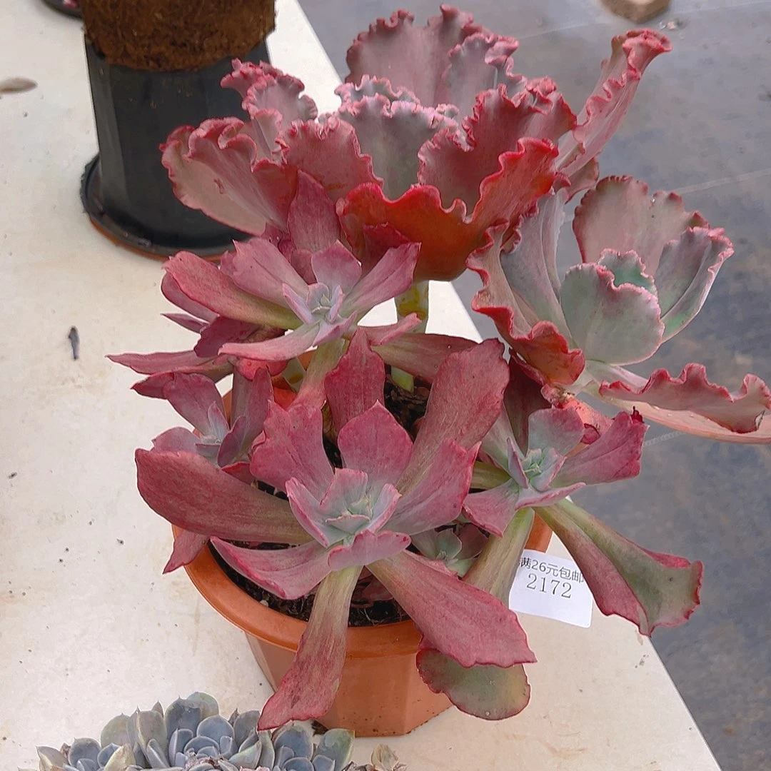 海***空2172砖石锦多肉植物
