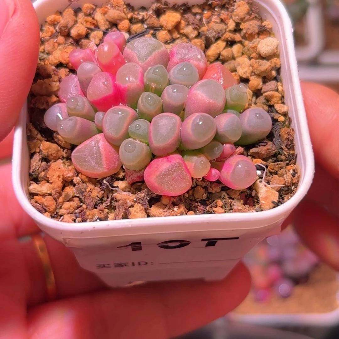 197号五十铃玉锦多肉植物锦一物一拍带盆土