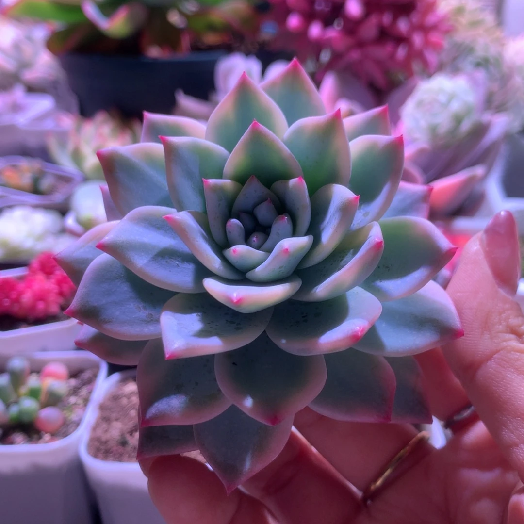 粉蓝鸟覆轮锦头盖