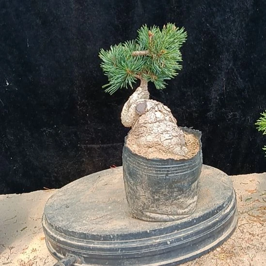 矮霸老桩盆景实物