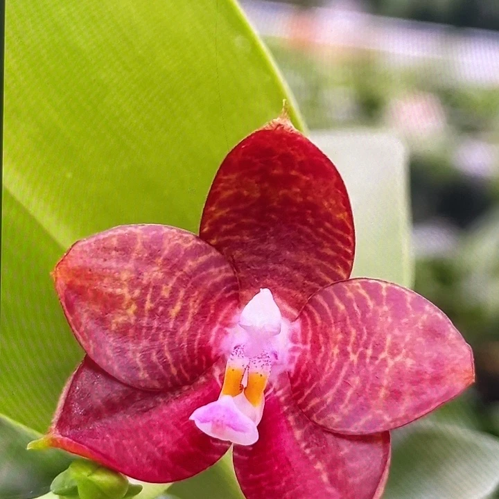 完全开放原生种樱桃象耳1.7寸拇指苗可调