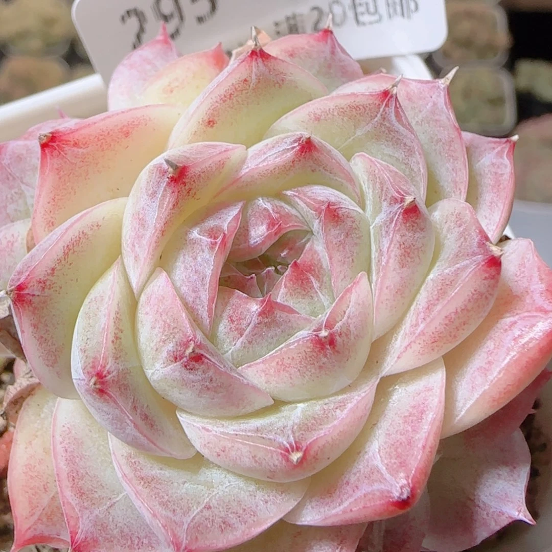 花语逸镜1117-295散