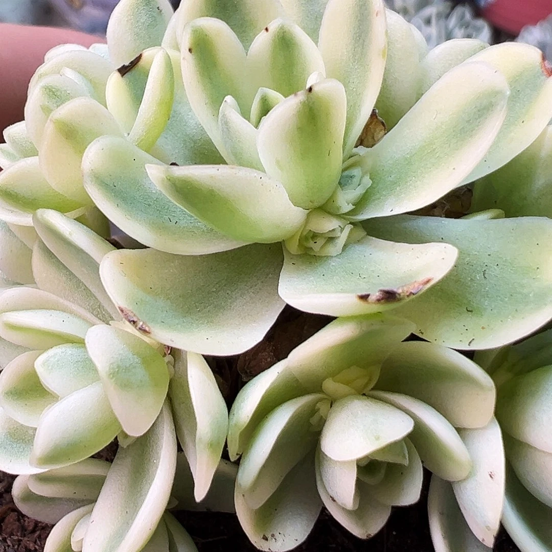 山地玫瑰锦开心888号