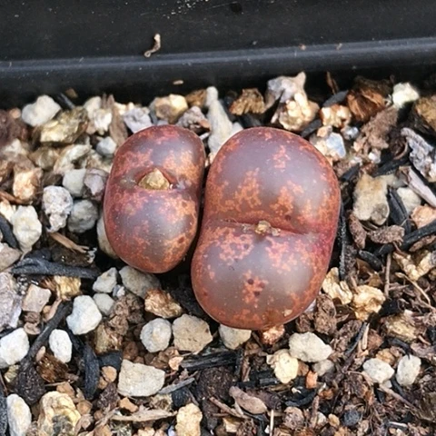 多肉肉锥 红勋章