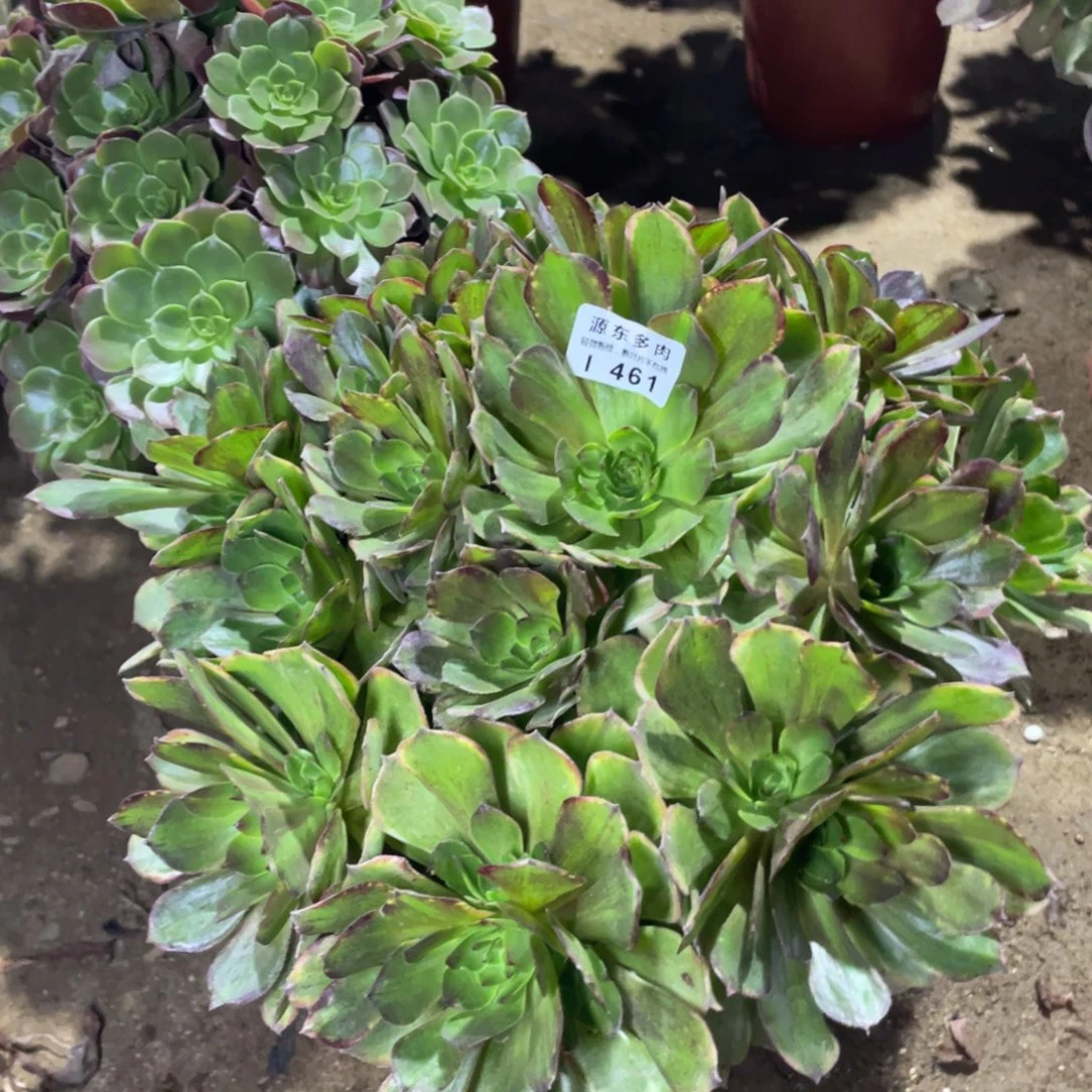 461斑斓多肉法师断枝不包