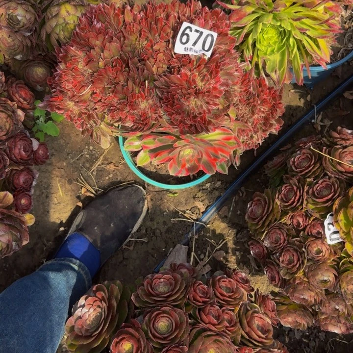 法师多肉29-1包邮花花