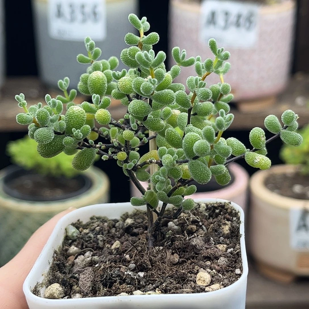 18翡翠优选枝干番杏