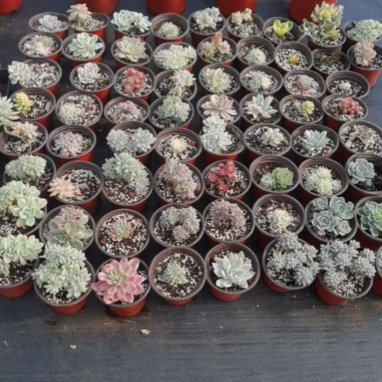 28个品种随挑5盆包邮（不包偏远地区）