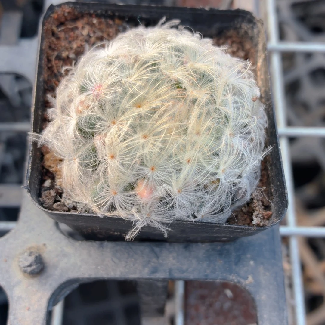 带花苞白星多肉9.9包邮发货