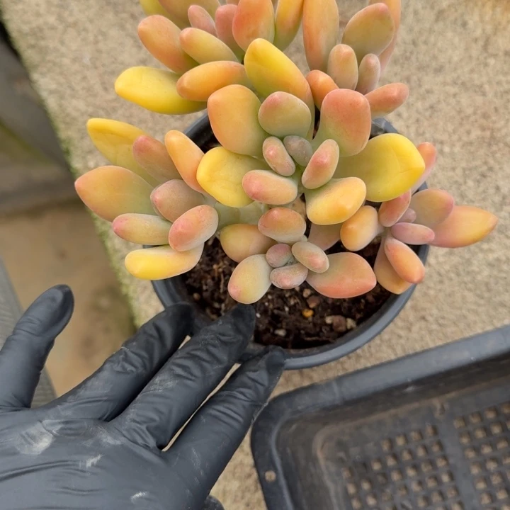 纯***璃12厘米左右芒果奶一物一拍的多肉植物