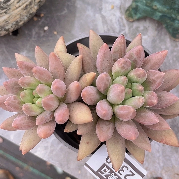 水晶球2320多肉植物