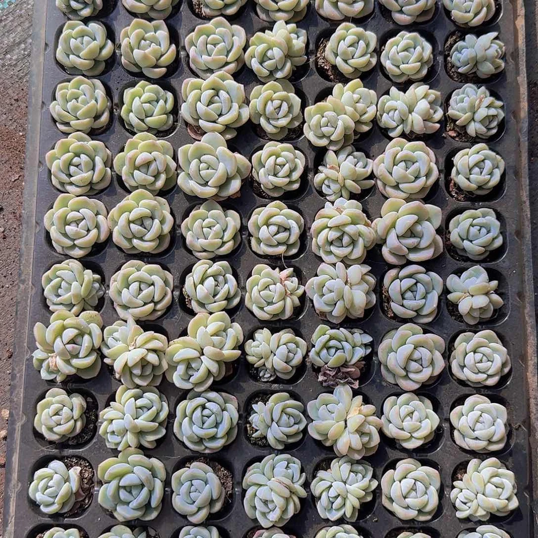 奶油冰玉土球105颗带拖地