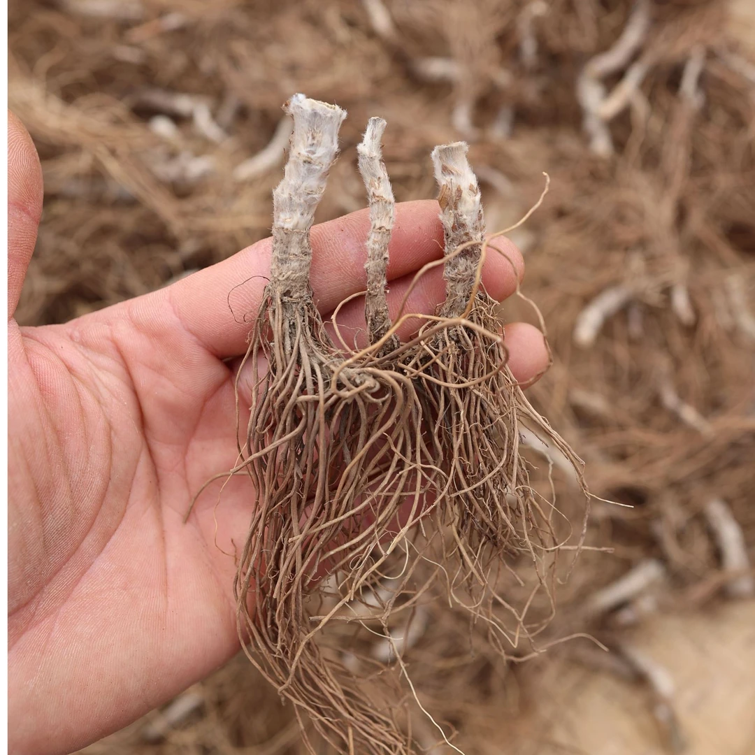 干净无泥地胆头新鲜采挖晒干草鞋婆草鞋底根茎煲汤100克包邮