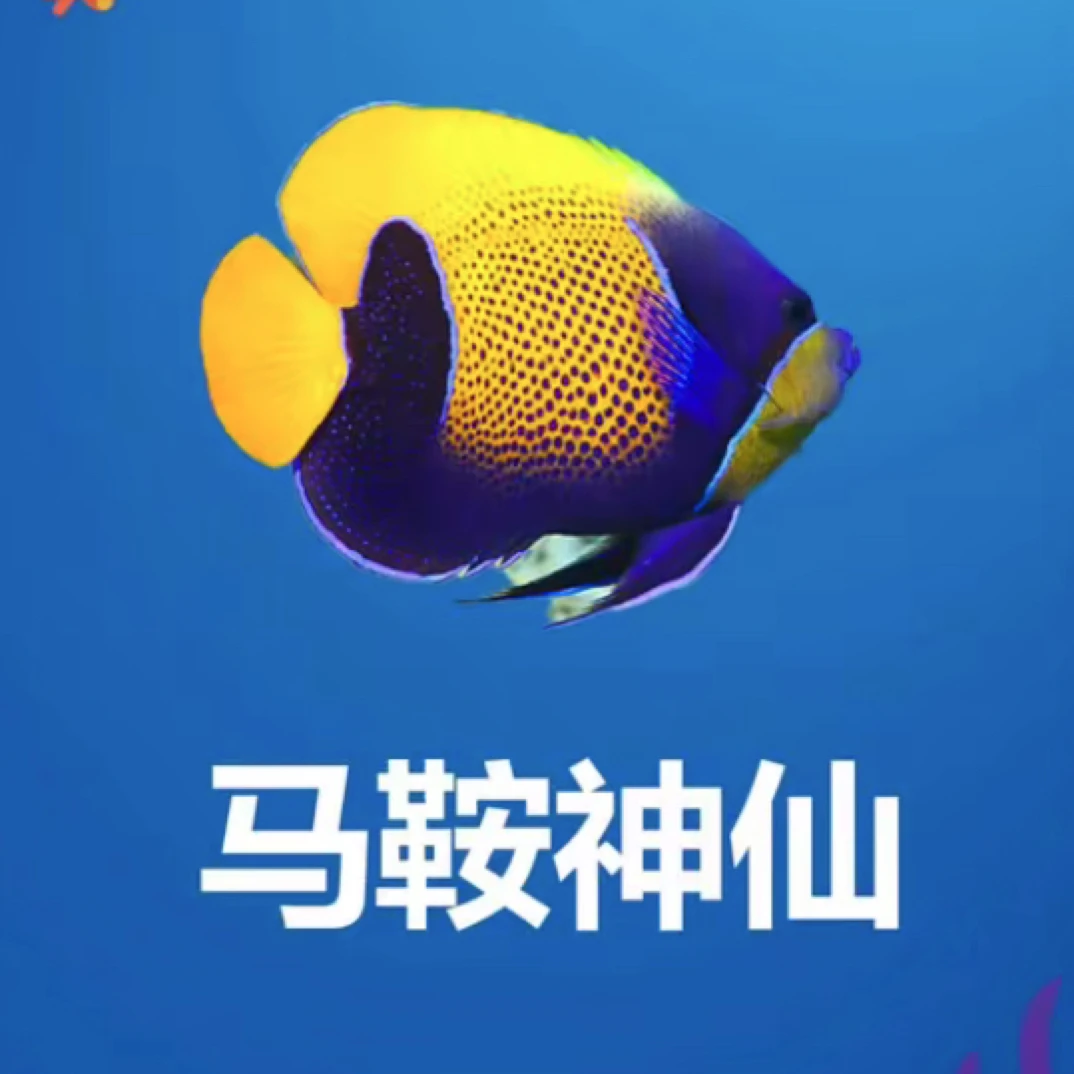 马鞍神仙海水观赏鱼已检疫健康活体
