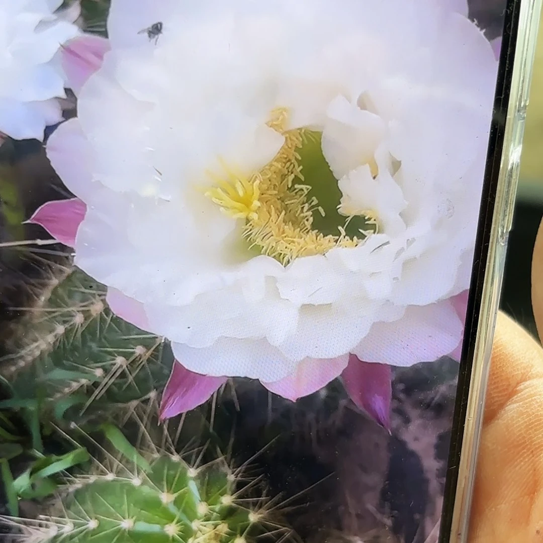 白牡丹无根侧牙20包邮1