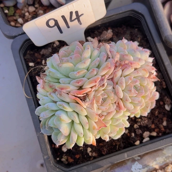 健健康康平平安安