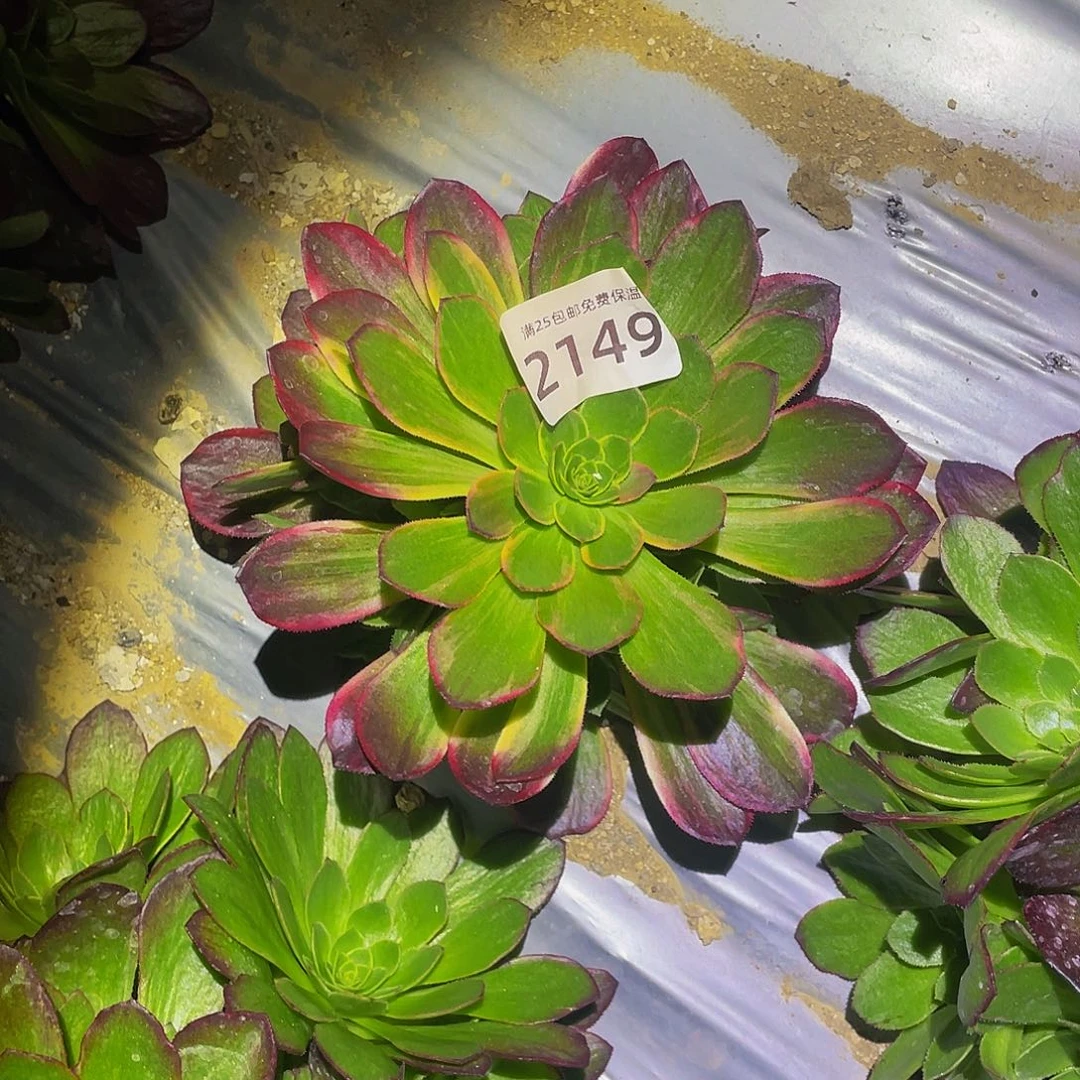 2149黄金万两多肉植物