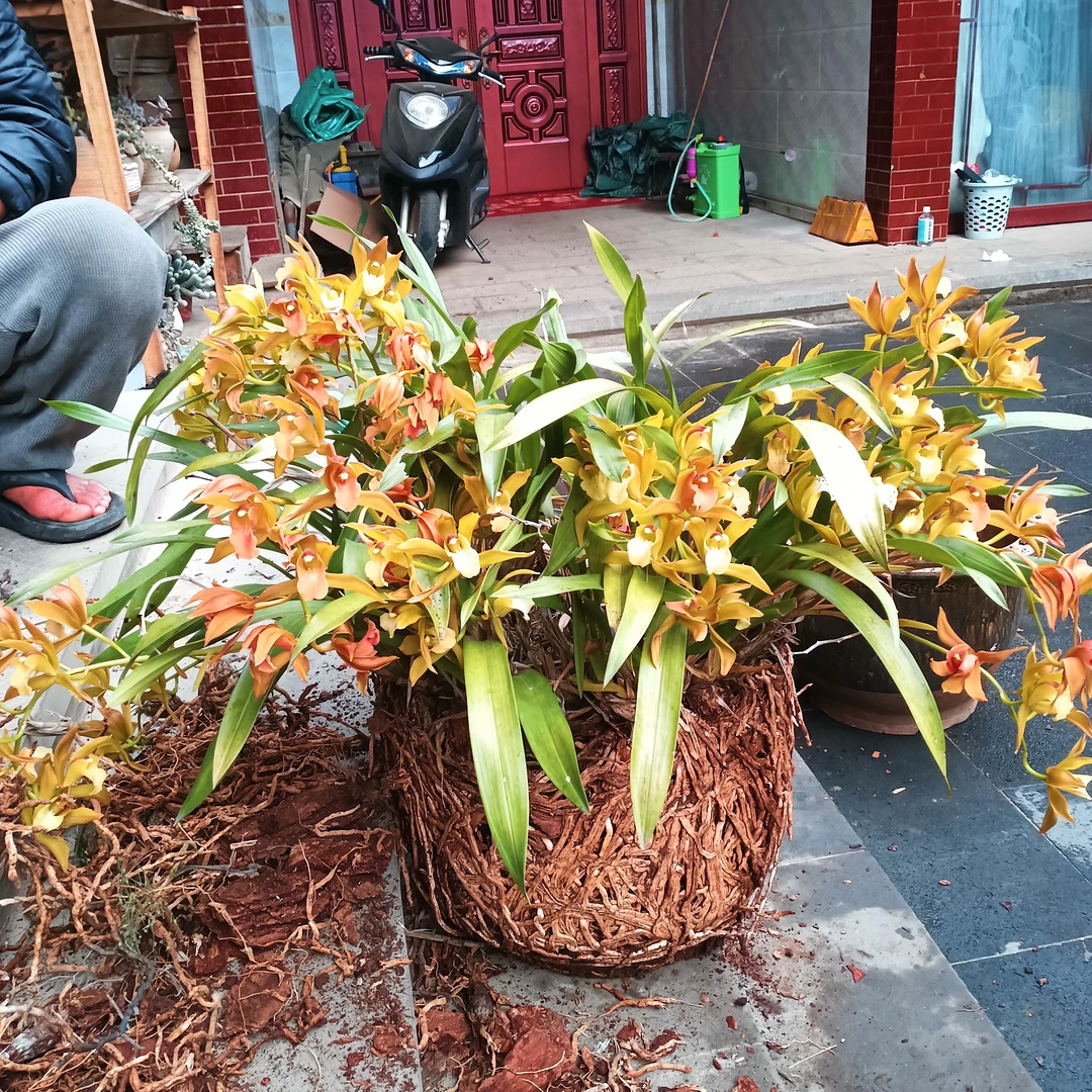 云南奇花艺草(自选链接)素花多花造景浓香好看
