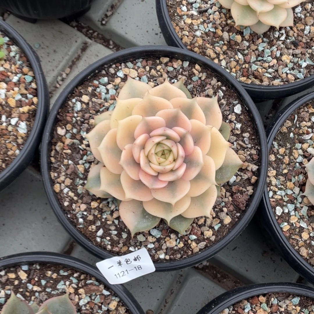 1121-18-贝加尔湖锦。。。。。。