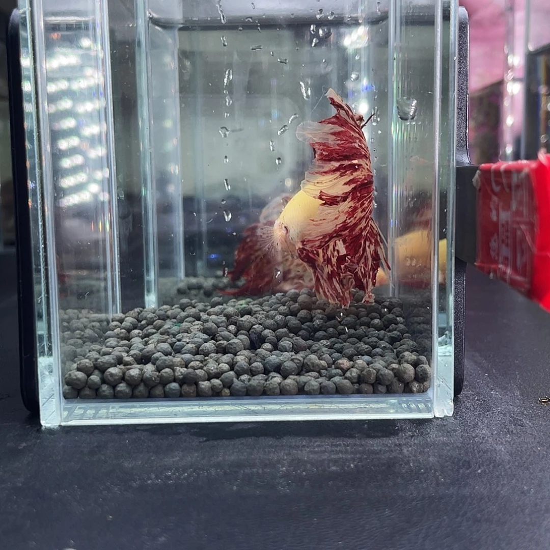斗鱼30号13晚巨半万兰达
