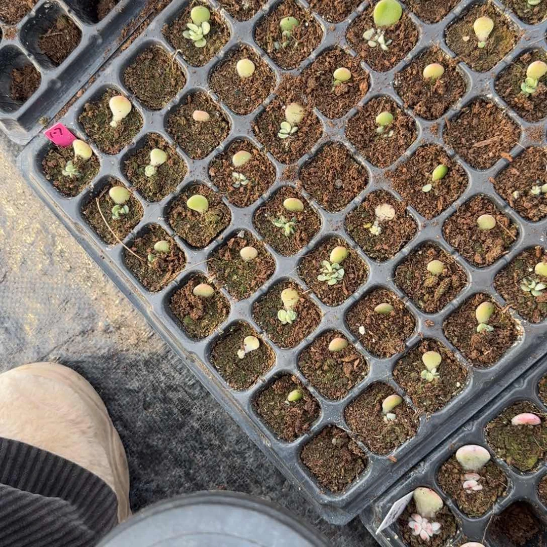 107珍妮穴一个满25包邮