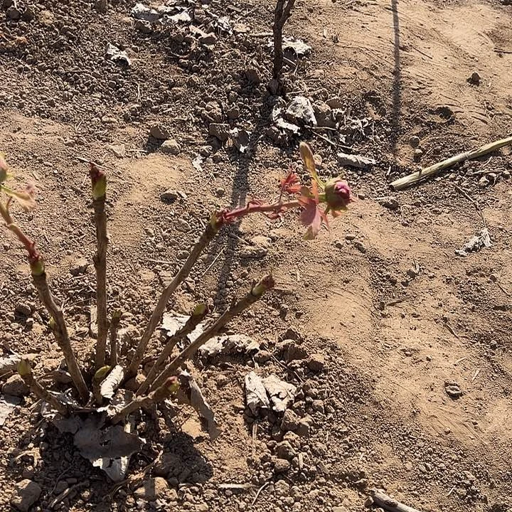 心***.完全开放紫罗兰带花苞