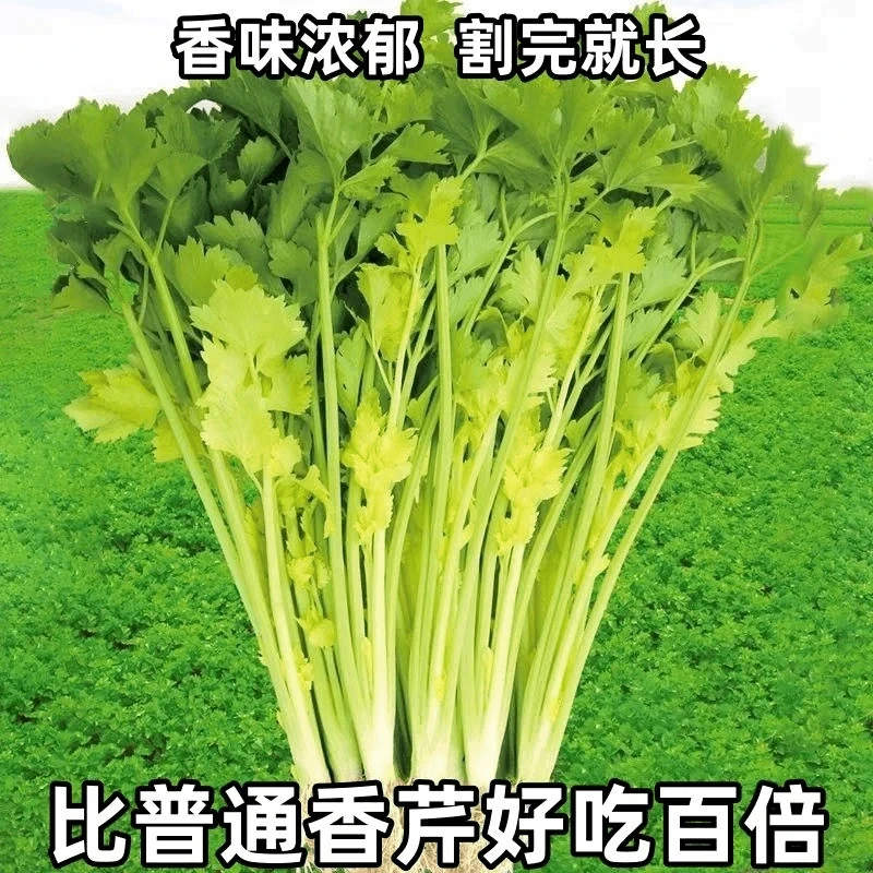 四季黄心芹菜种子小香芹种子耐高温抗寒西芹青菜阳台庭院蔬菜种子