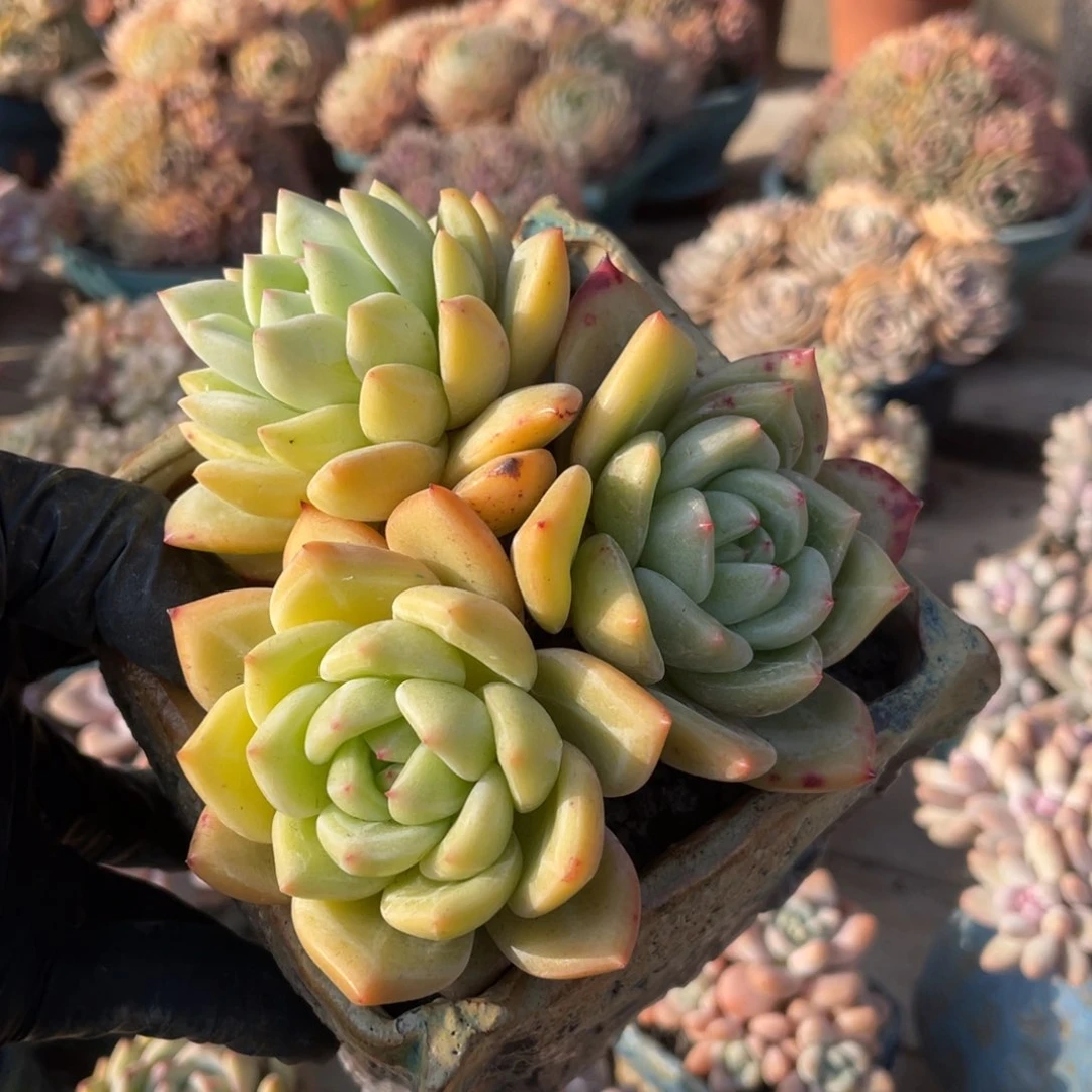 香槟群生五十八包邮