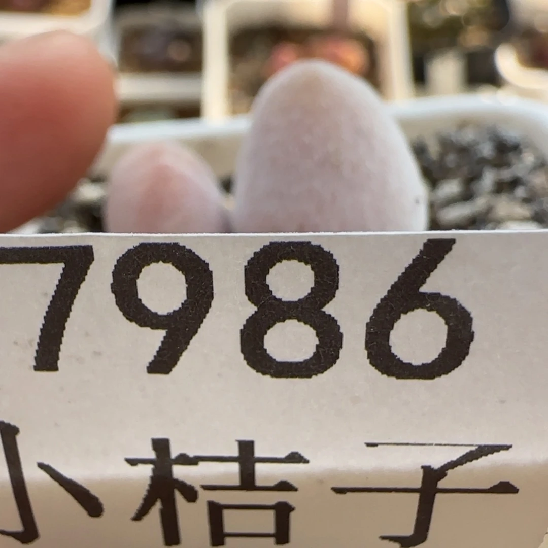 【闪购商品】吧*。7986带土